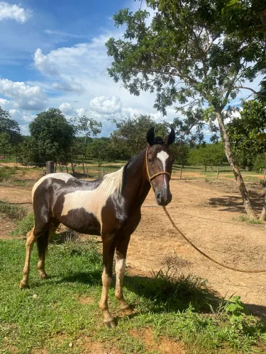 Vede-se cavalo mangalarga marchador ? papam 2 ano filho de reprodutor marchador ?