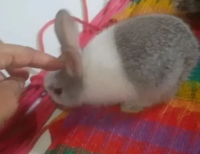 Vendo coelho ?