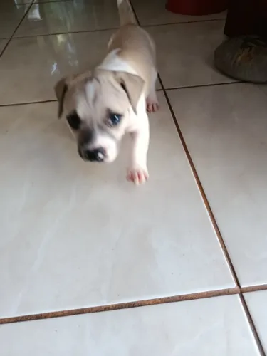 Filhotes pitbull
