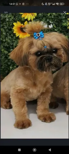 Shitzu fêmea mini ....cor chocolate..tem 8 meses super docil