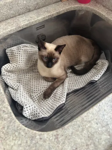 Doação gatinho macho 