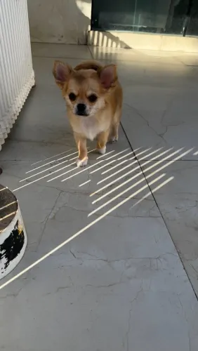 Filhote de chihuahua pelo longo 