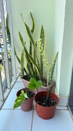 3 mudas