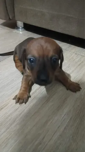 Filhotes de dachshund à venda