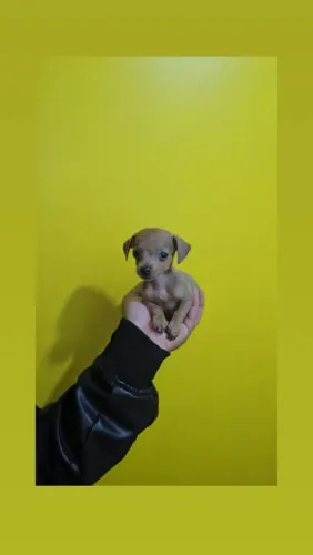 Pinscher Miniatura Fêmea n1