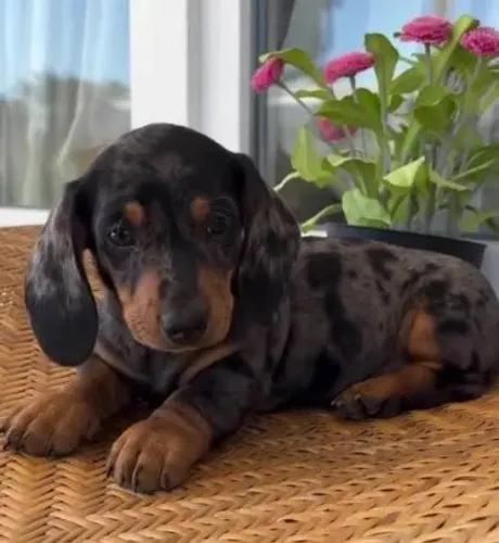 Basset Dachshund Filhotes Miniaturas Mofadinhos Perfeitos.