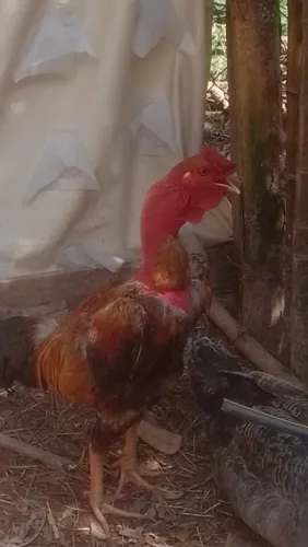 Galo pescoço pelado
