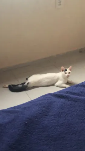 Gatinho paga adoção