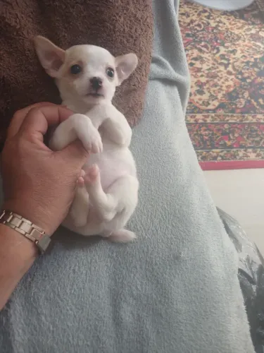 Pinchi com chiuaua femea coto
