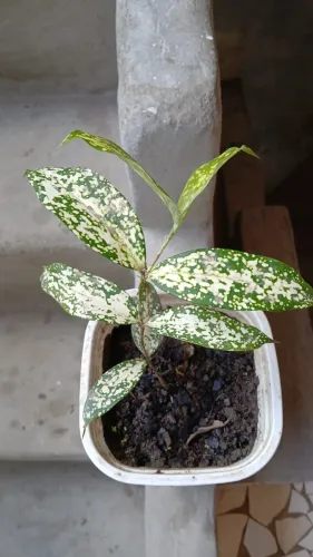 Planta tracena confeti