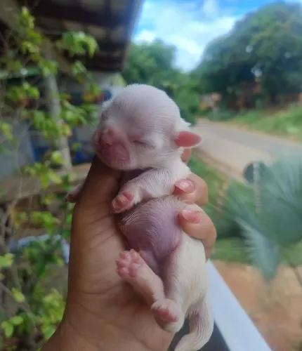 Shitzu raro micro branco areia