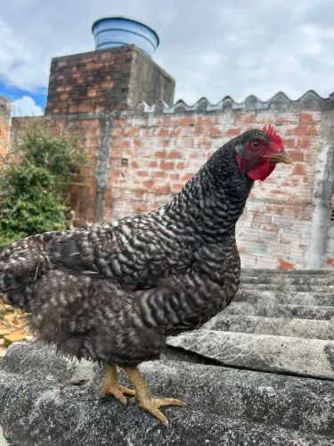 Vendesse galinha carijó