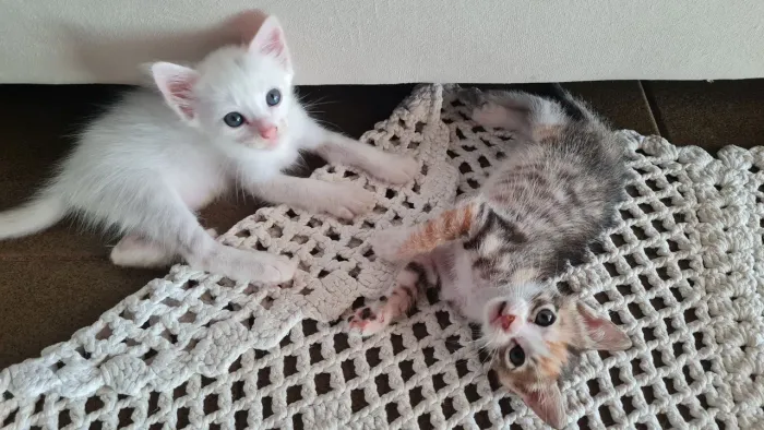 Doação de filhote/Gato