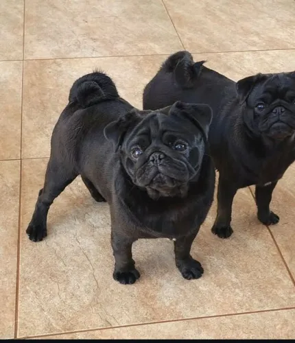 Vendo pug macho 