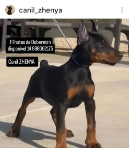 Filhotes de Doberman disponíveis