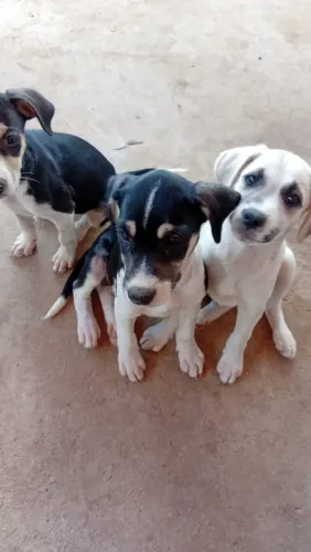 Cachorro para adoção, fêmea 