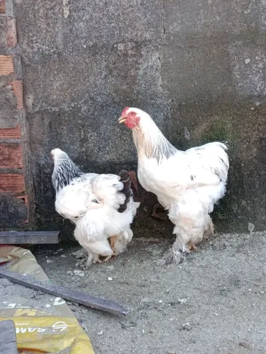 Casal Brahma light 8 meses