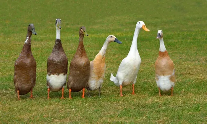 Pato/Marreco indian duck 
