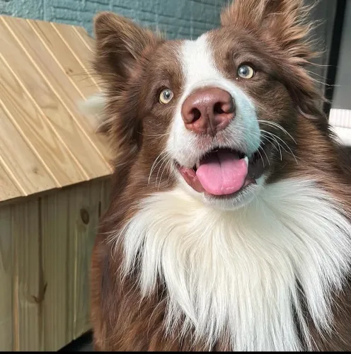 Filhotes Border collie