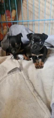 Pinscher fêmea 0