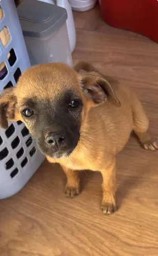 Doação de filhote de cachorro