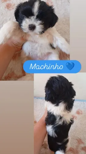 Filhote de shi-tzu
