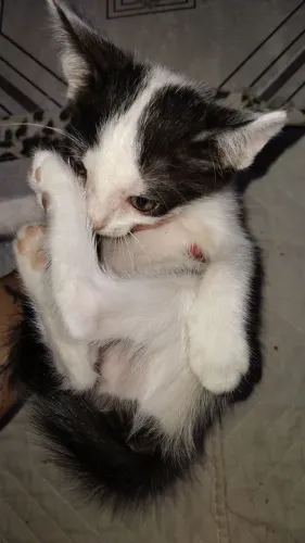 Gatinhos para adoção.