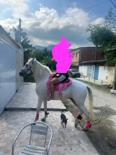 Cavalo manso 
