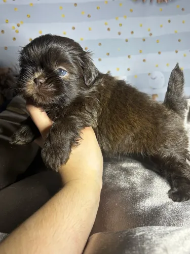 Filhote de shih tzu macho chocolate