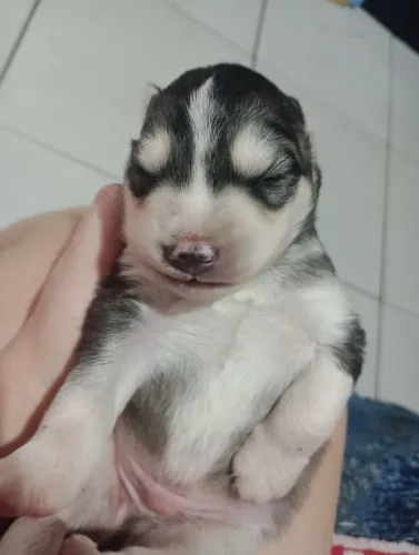 Filhote de husky siberiano