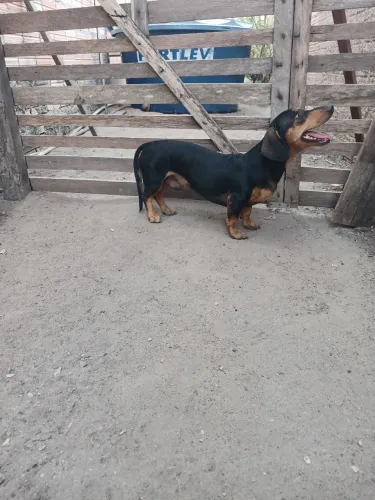 Vendo salsicha
