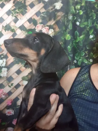Linda Basset