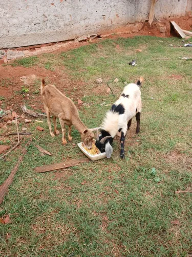 Casal de cabrito e um filhotinho