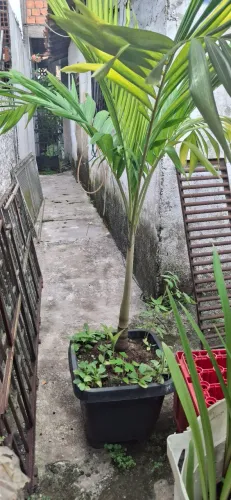 Palmeira em vaso pronta pra plantar