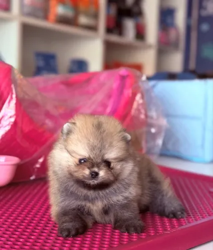 Lulu da pomerânia
