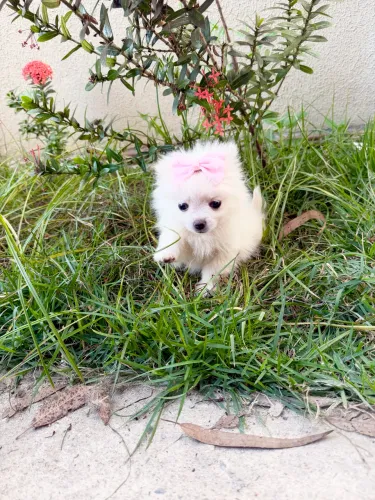 LULU DA POMERÂNIA FÊMEA PORTE ANÃO EM PROMOÇÃO