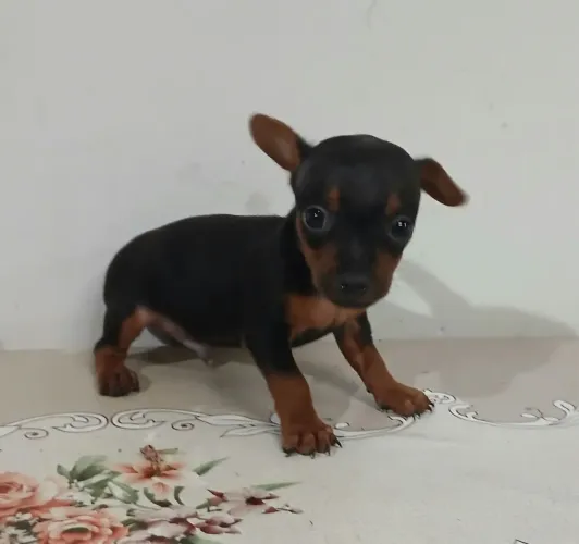 Pinscher 01 macho e fêmea