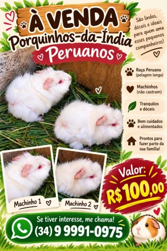 Porquinhos da índia