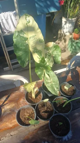 Mudas de Orelha de Elefante Variegata