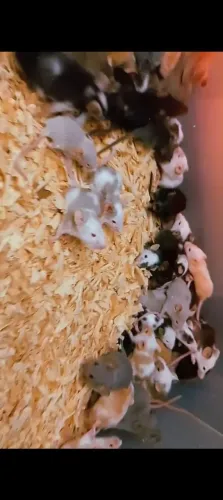 Camundongo topolinos neonatos topodongo hamster 