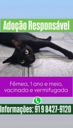 Adoção Responsável de Gatinhos