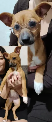 Doação de filhote de cachorro SRD