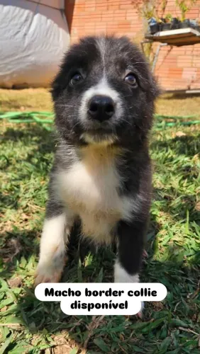 Filhote de Border Collie disponível para venda.