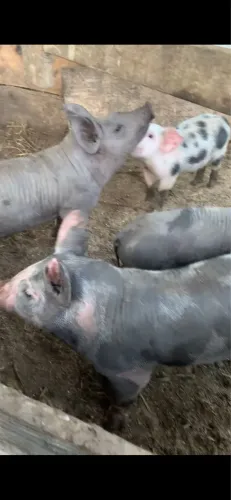 Filhos de Pai Nilo-Canastra e Mãe Pietrain PO.
