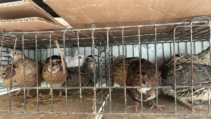 Vendo codornas Gigante e japonica