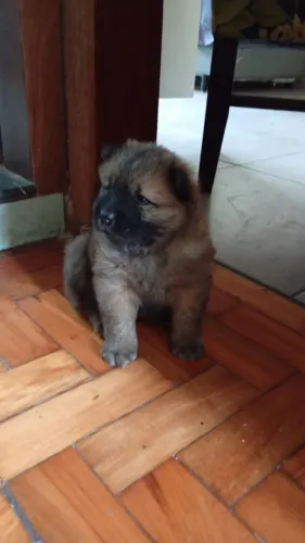 Chowchow 