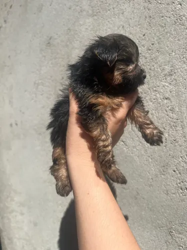 Filhote yorkshire terrier mini