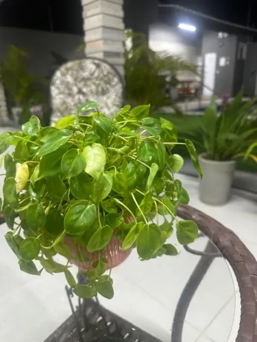 Plantinhas lindas,recebe no conforto de sua Casa