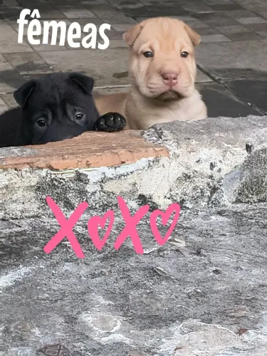 Sharpei filhotes disponíveis 