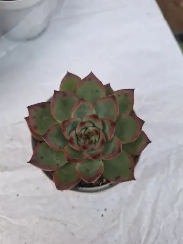 Cactos e suculentas 